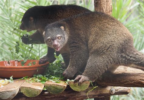 sulawesi bear cuscus